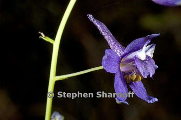 delphinium gracilentum 14 graphic